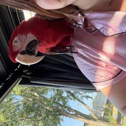 Eclectus Bird Wanted to Join My Flock in Trenton, mi