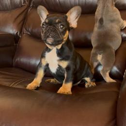 French Bulldog Female for Sale in Miami, fl