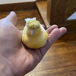 Crested Gloster Canary for Rehoming in Mount Vernon, oh