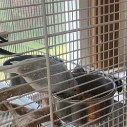 Two Male Diamond Doves for Rehoming in Mount Vernon, oh