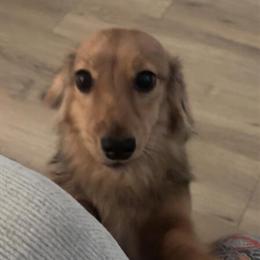 Mini Dachshund Stud Available - Cream Long Haired in Orlando, fl