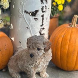Pooton Puppies Ready for Forever Homes in Lebanon, in