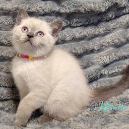 Scottish Straight Kittens Available Now in Fort Lauderdale, fl