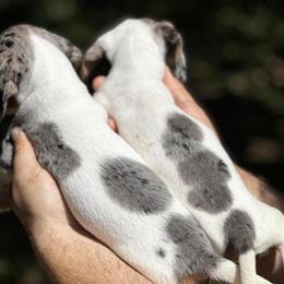 Dachshund Mini Puppies for Sale in Lakeland, fl