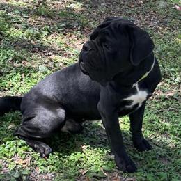 Cane Corso Retire - Neutered Male Seeking New Home in Lakeland, fl