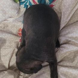 Chiweenie Puppies Available in Battle Creek, mi