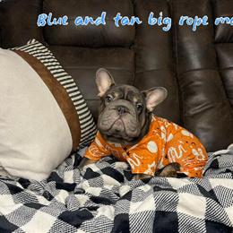 Blue and Tan French Bulldog Male Available in Houston in Cypress, tx