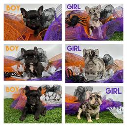 Cocoa French Bulldogs Available in Houston in Cypress, tx