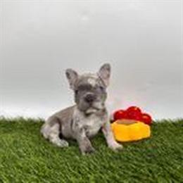 French Bulldog Puppies Litter Box Trained, Delivery Available in Cypress, tx