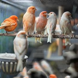 Canaries for Sale: Red Factors and Mosaic in Cliffside Park, nj