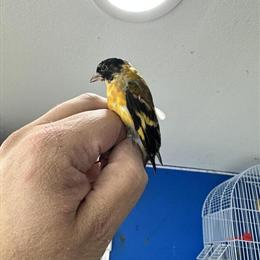Male Siskin Bird for Sale - $400 in Cliffside Park, nj