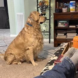 Golden Retriever Stud Available for Live Cover in Lakeland, fl