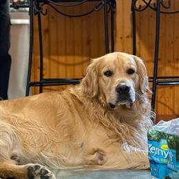 Golden Retriever Stud Available for Breeding in Lakeland, fl