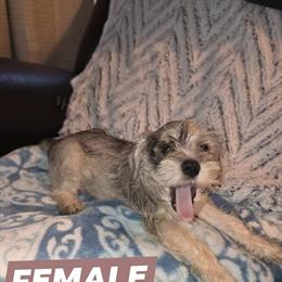 Mini Schnauzer Puppies Ready for New Homes in Hyattsville, md