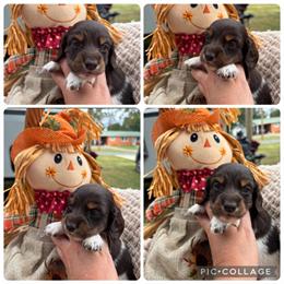 Miniature Dachshund - CKC Registered Male Ready in November in Silver Spring, md