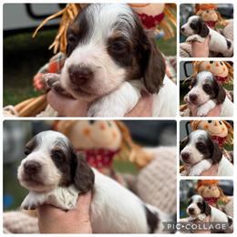 Miniature Dachshund Male CKC Registered Ready in November in Silver Spring, md