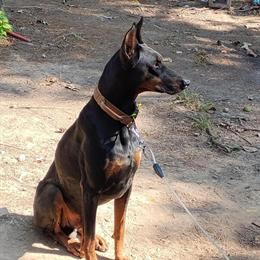 Doberman Stud Service Available in Clinton, ar