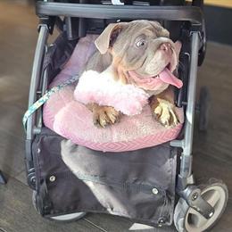 Micro English Bulldog - 5 Months Old in Bakersfield, ca