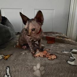 Sphynx Kittens Available in Las Vegas, nv