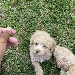 Poodle Puppies for Adoption in Fayetteville, nc