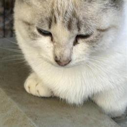Highland Lynx Munchkin Kittens Available in Boise, id