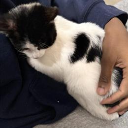 Tri Color Female Kitten Looking for a Home in Northville, mi