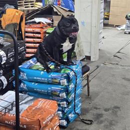 American Bully Puppies for Sale - 9 Weeks Old in Memphis, tn