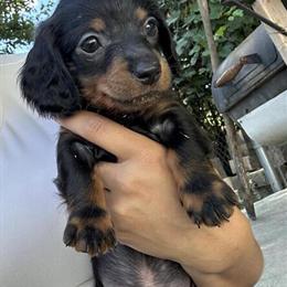 Mini Dachshunds - Long Haired in Akron, oh