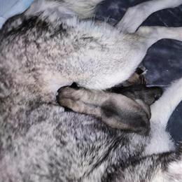 Wolf Hybrid Puppies for Adoption in Indianapolis, in