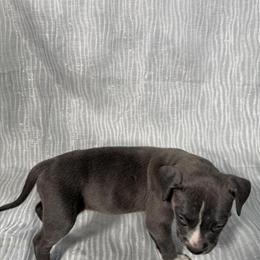 Labrador Retriever Puppies Ready for Forever Homes in Oviedo, fl