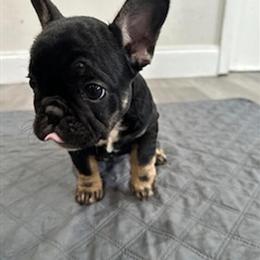 French Bulldog Puppies – 12 Weeks Old, Vet Checked & Ready for Homes in Hollywood, fl