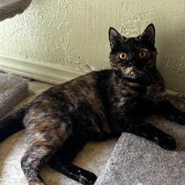 Scottish Calico Kitten Looking for a Loving Home in Hurst, tx