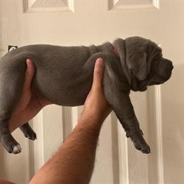 Cane Corso Puppies Available in Smyrna, tn