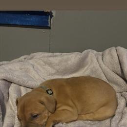 9 Week Old Pit Bull Puppies for Adoption in Hillsdale, mi