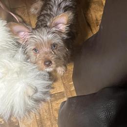 Yorkshire Terrier Puppies Available in Greeneville, tn