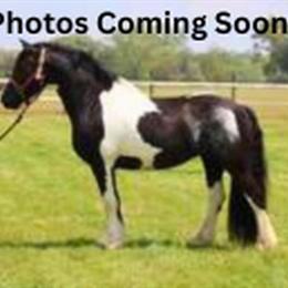 Bay Yearling Gelding - 3/4 Standardbred × 1/4 Friesian in Omaha, ne