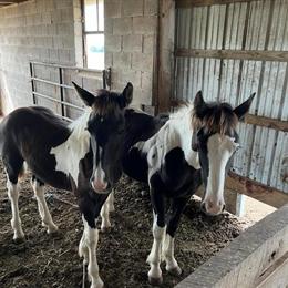 Colt Pupper - 4-Month-Old Black & White Horse for Sale in Omaha, ne