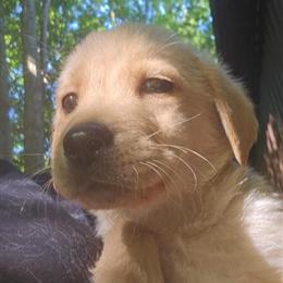 Labrador Retriever Puppies - 8 Weeks Old, Ready to Go in Ashtabula, oh