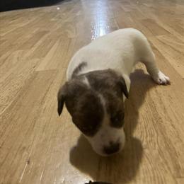 Jack Russell Terrier Puppies for Rehoming in Nicholasville, ky
