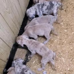 Great Dane Puppies Expected in June-July in Chillicothe, oh