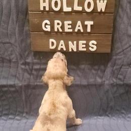 Great Dane Puppy Looking for a New Home in Chillicothe, oh