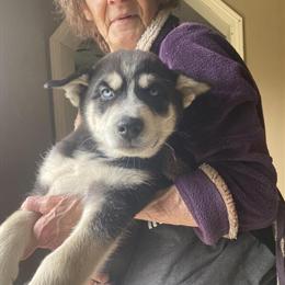 Siberian Huskies - 9 Weeks Old, 1 Male and 3 Females in Houghton Lake, mi