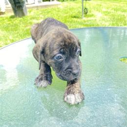 American Bully Puppies for Sale in Columbus, Ohio in Columbus, oh
