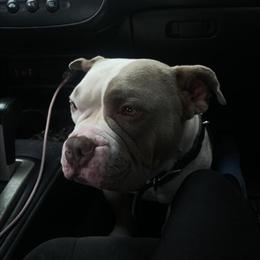 Male Pocket Bully Stud Available for Breeding in Columbus, oh