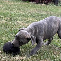 Cane Corso Puppies Ready for New Homes in Kokomo, in