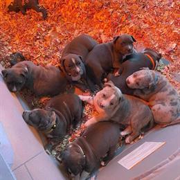 American Bully x Pitbulls for Sale in Fort Myers, fl