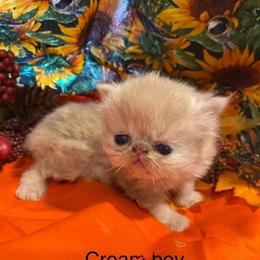 Long-haired exotic pets with health guarantee in Altoona, pa