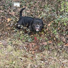 Bully Stud Available - Zoe Pound in Bowling Green, Kentucky in Bowling Green, ky