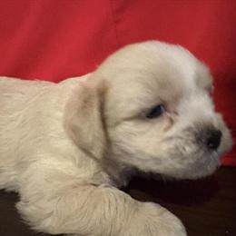 Shorkies Looking for a Home ASAP in Covington, ga