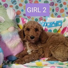 Labradoodle Puppies Ready for New Homes in Hazel Park, mi